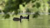 canards sur le Viroin