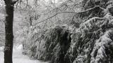 Dourbes , neige dans le jardin