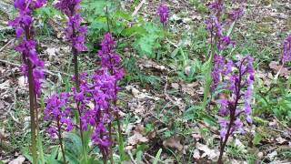 Orchidées sauvages
