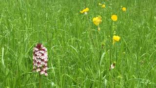 Orchidées sauvages