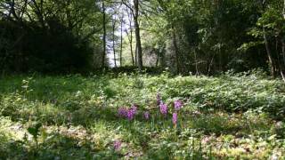Orchidées sauvages
